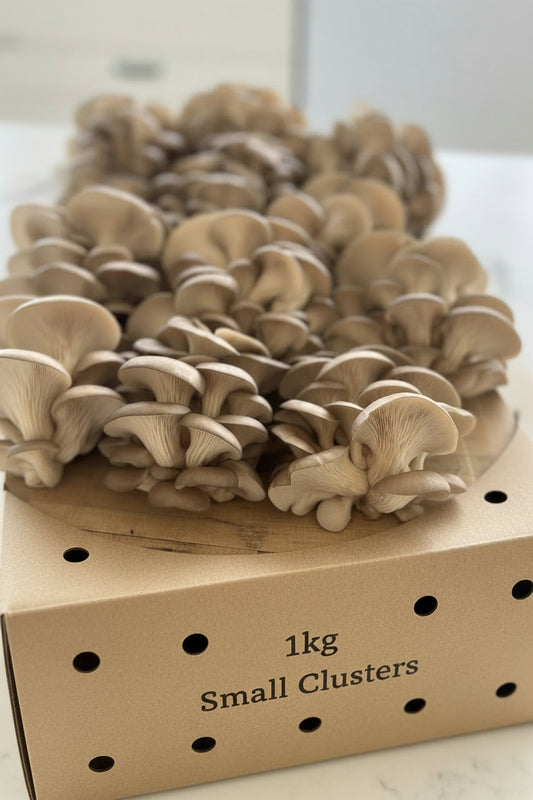 Baby Blue Oyster Mushroom 1 Kg