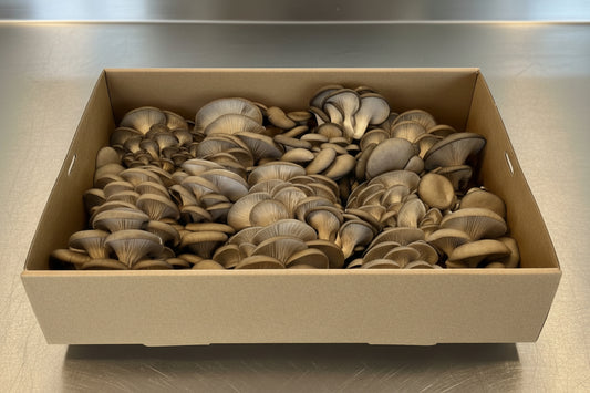 Baby Blue Oyster Mushroom 3kg