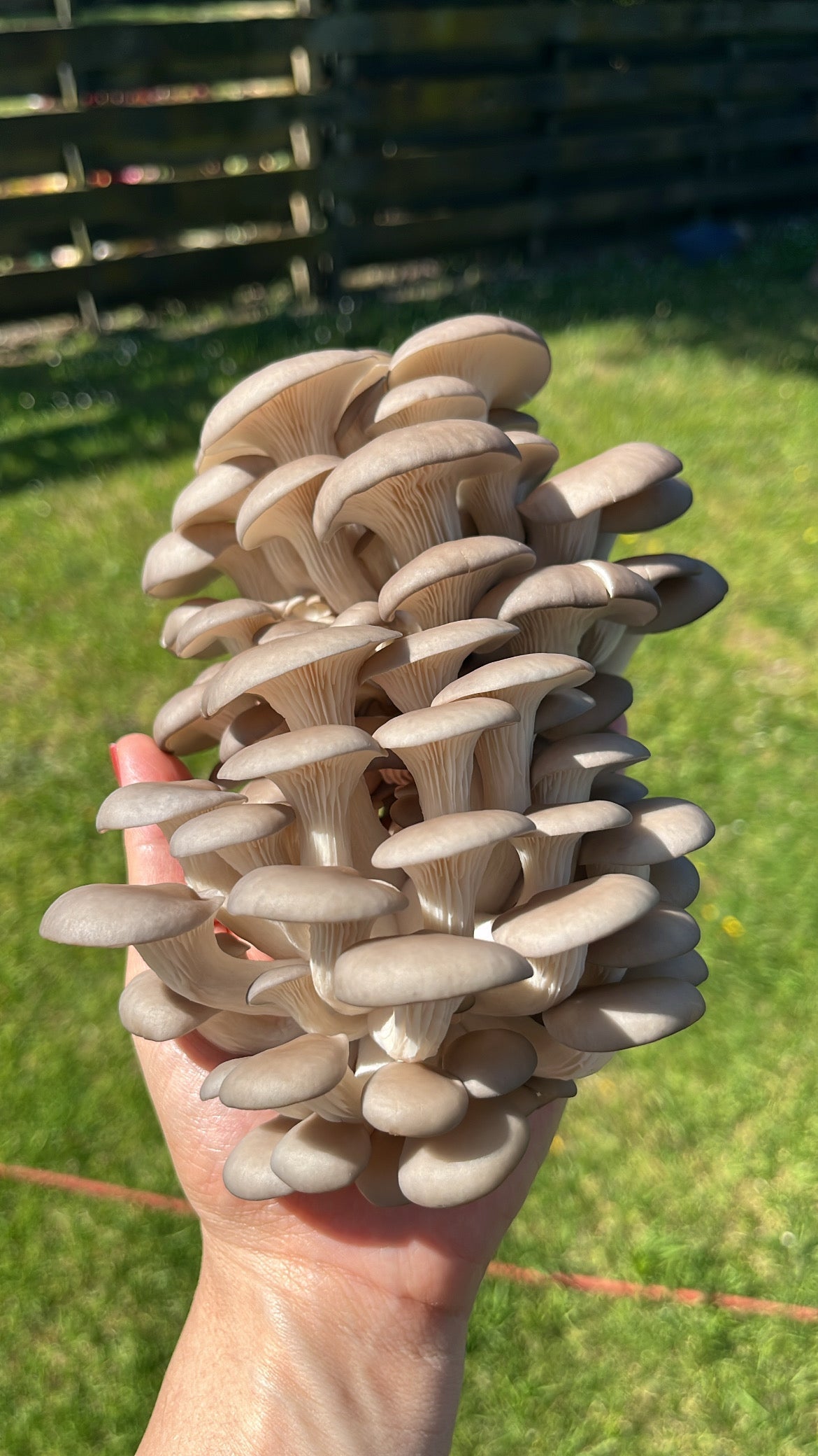 Fresh baby blue oyster mushroooms