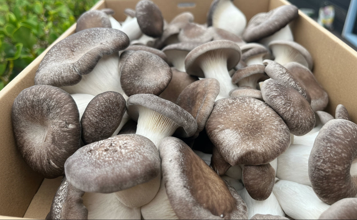 Black King Oyster Mushroom