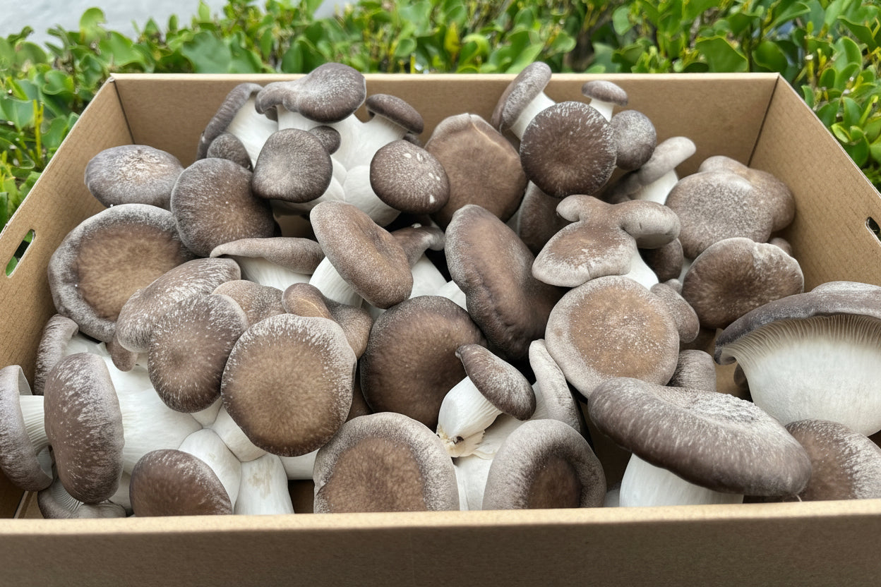 Box of brown mushrooms with a natural outdoor background