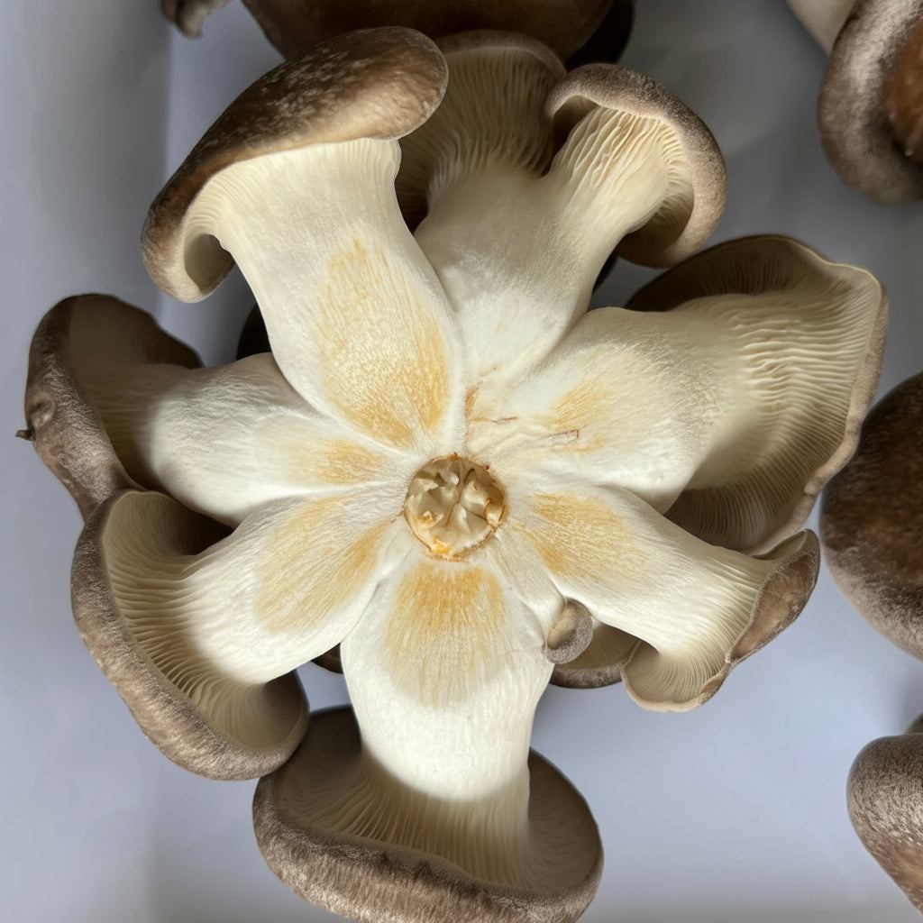 Black King Oyster Mushroom
