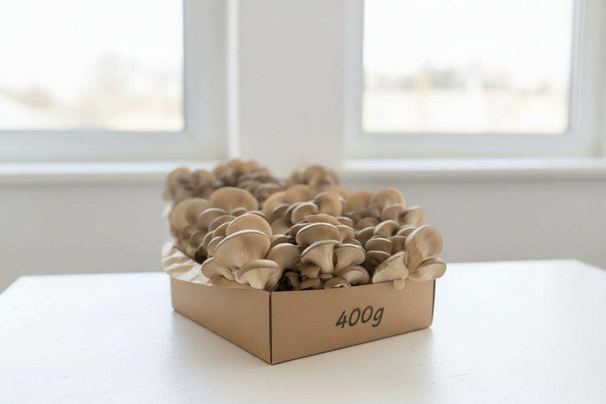 Baby Blue Oyster Mushroom 400g