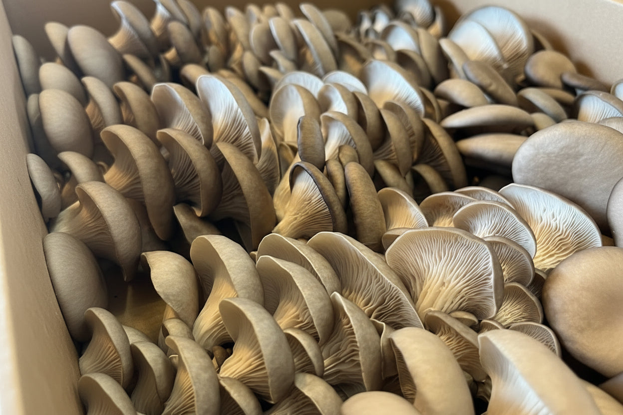 Close-up of a stack of oyster mushrooms in a cardboard box.