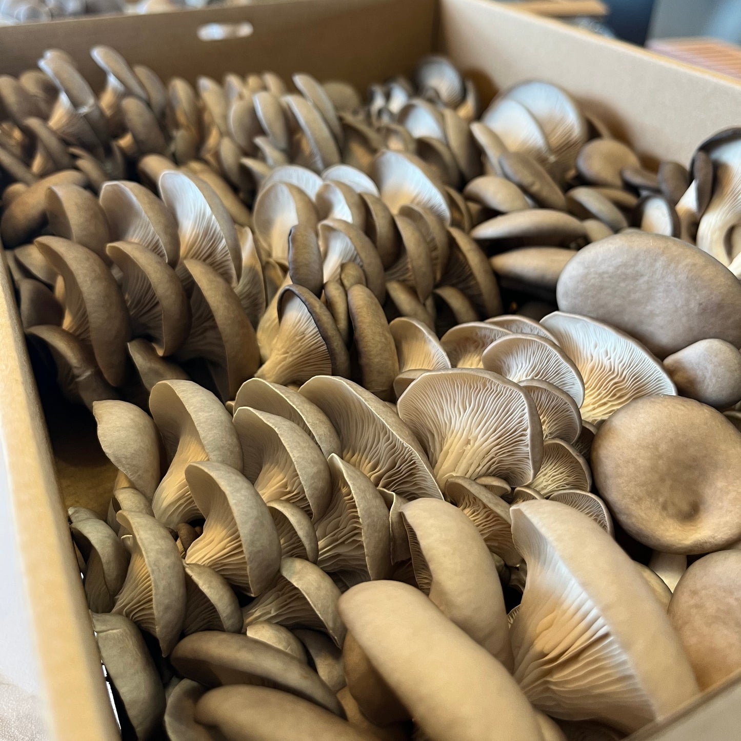 Baby Blue Oyster Mushroom 3kg