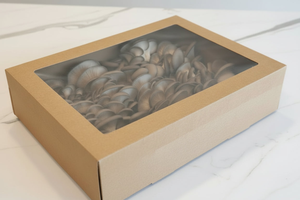 Baby Blue Oyster Mushroom 3kg
