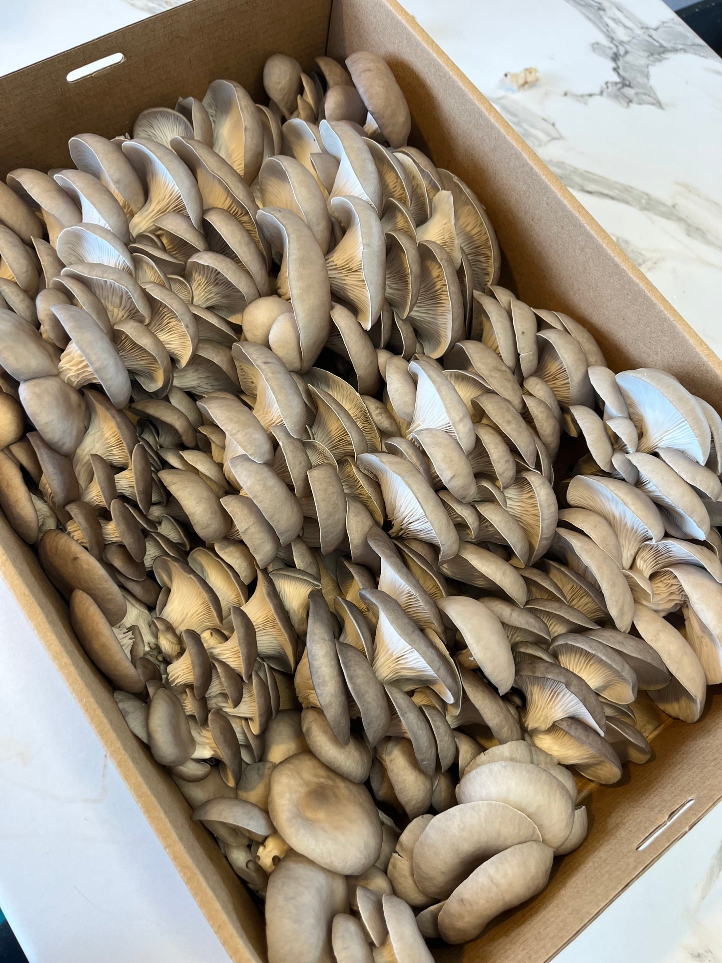 Baby Blue Oyster Mushroom 3kg