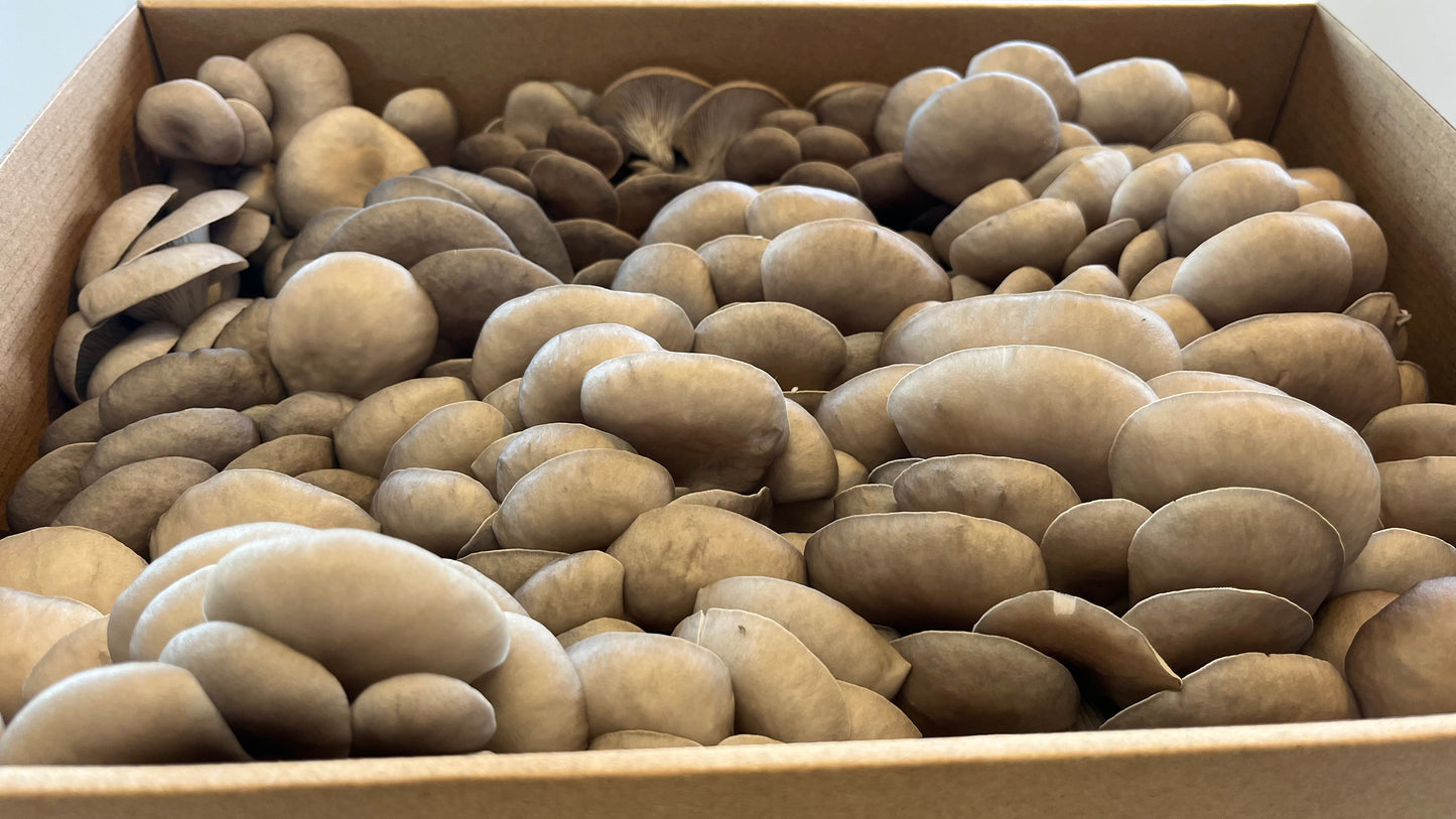 Baby Blue Oyster Mushroom 3kg