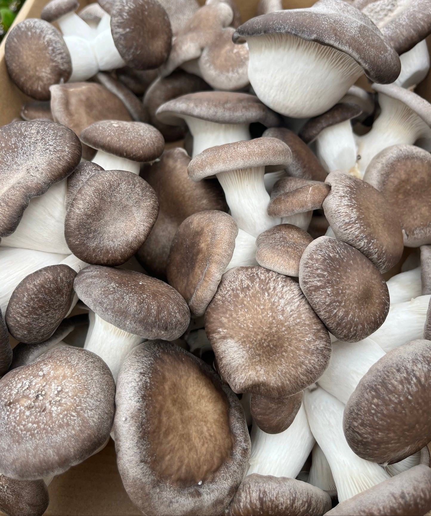 Black King Oyster Mushroom