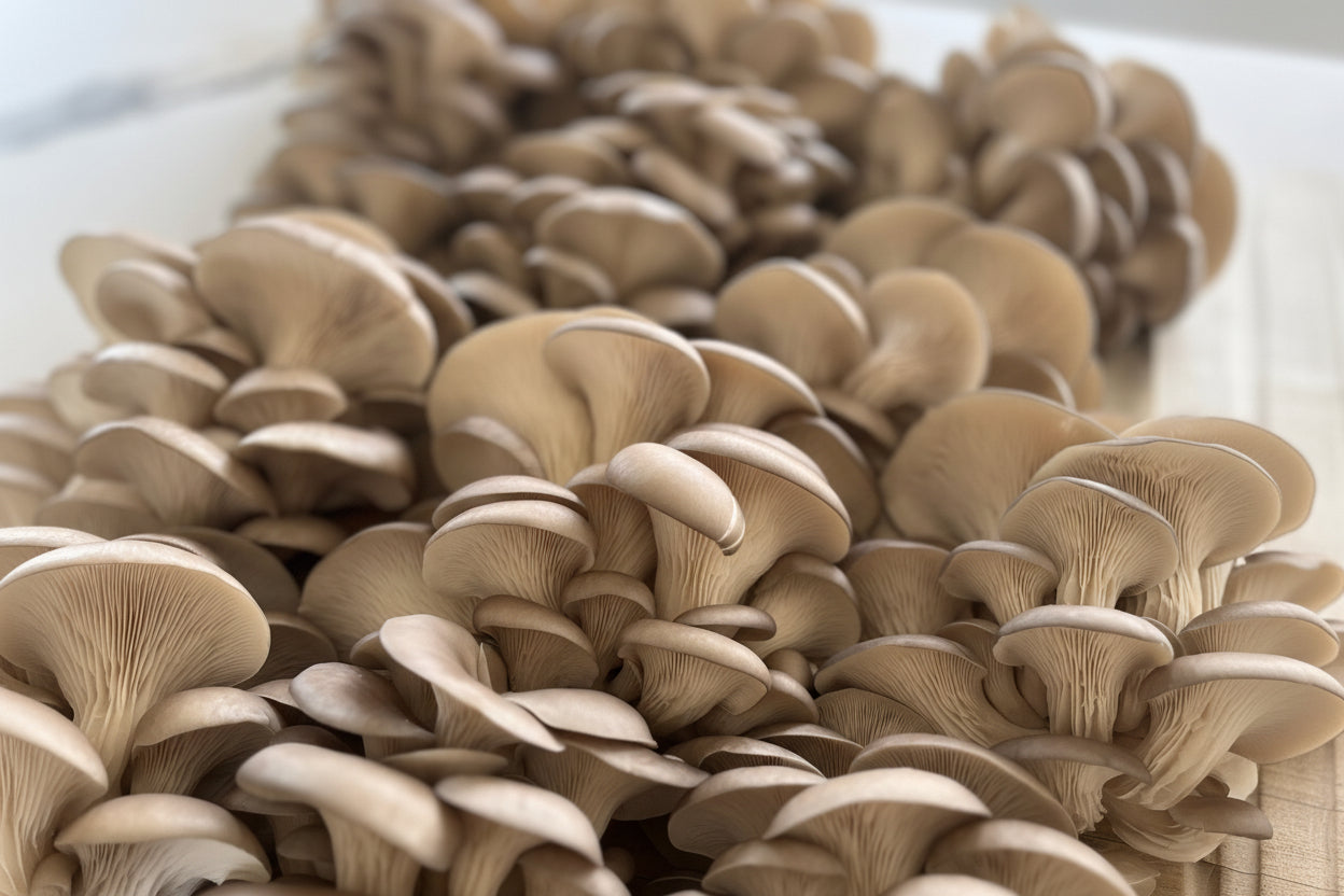 Baby Blue Oyster Mushroom 3kg