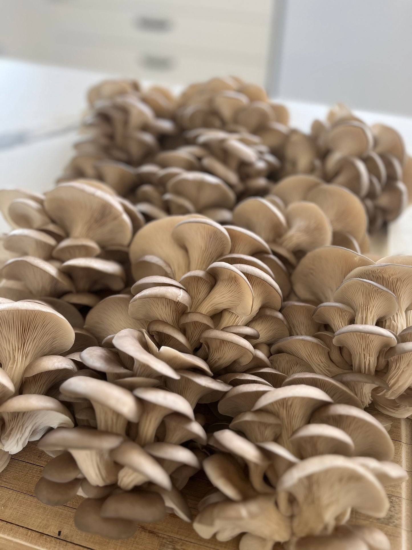 Baby Blue Oyster Mushroom 3kg